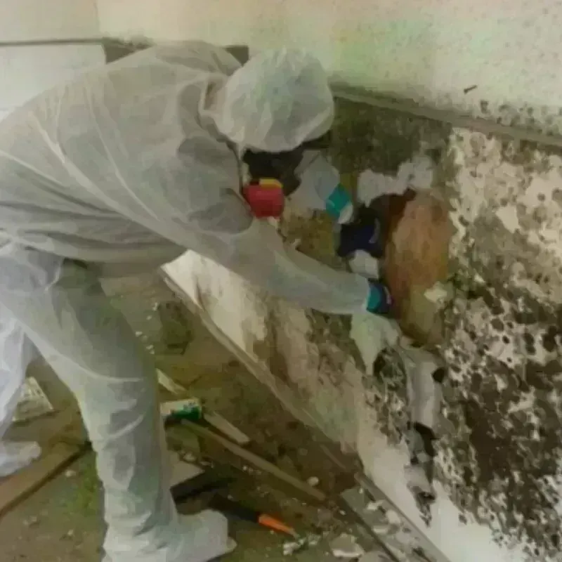 Mold Remediation and Removal in Greensboro, AL